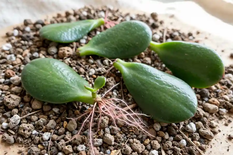 Jade leaves on succulent mix with tiny roots and a baby plant starting