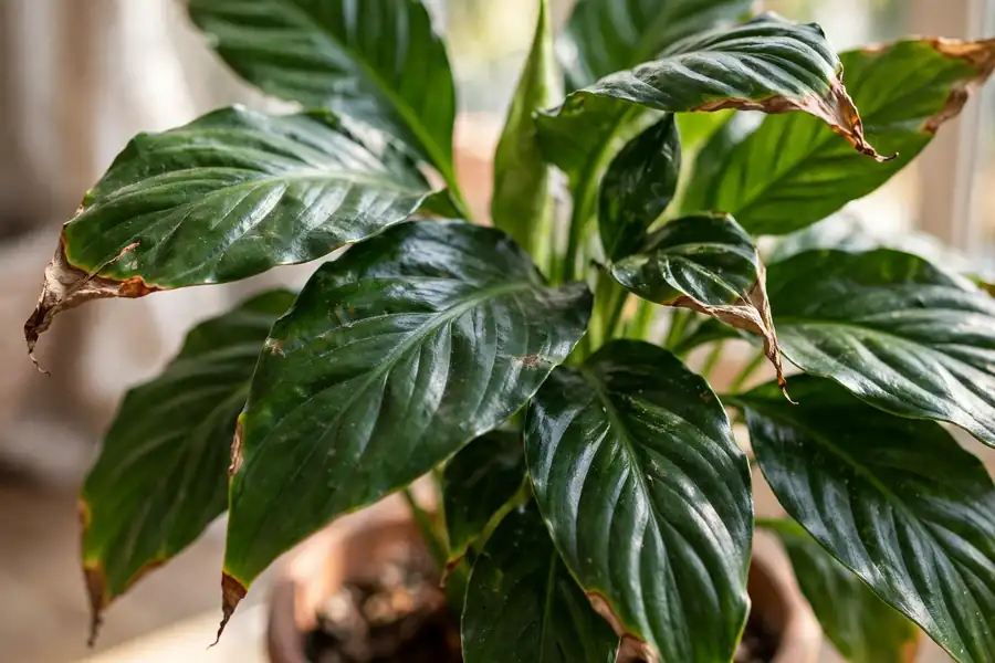 Close-up of peace lily leaves with brown dry tips