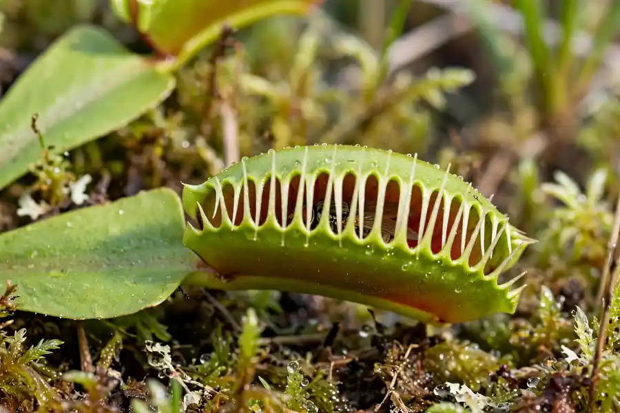 Venus flytrap trap closed on a small insect with interlocked teeth