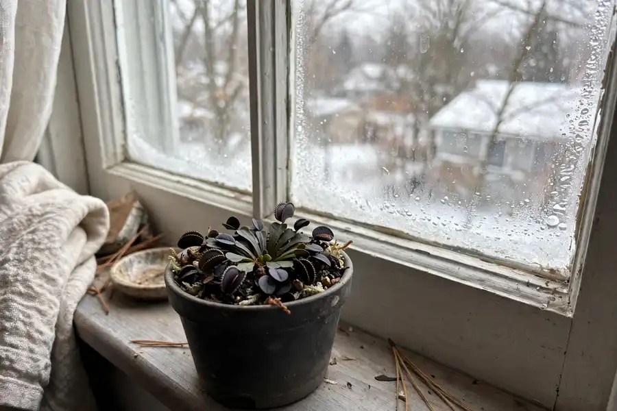 Dormant Venus flytrap with small low leaves on a cool winter windowsill