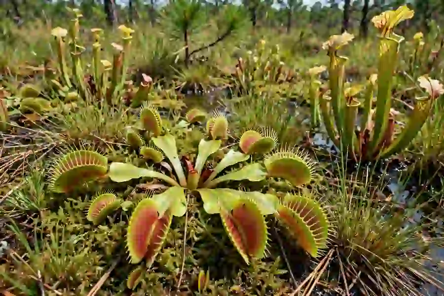 Venus flytraps growing in a wet pine savanna bog with grasses
