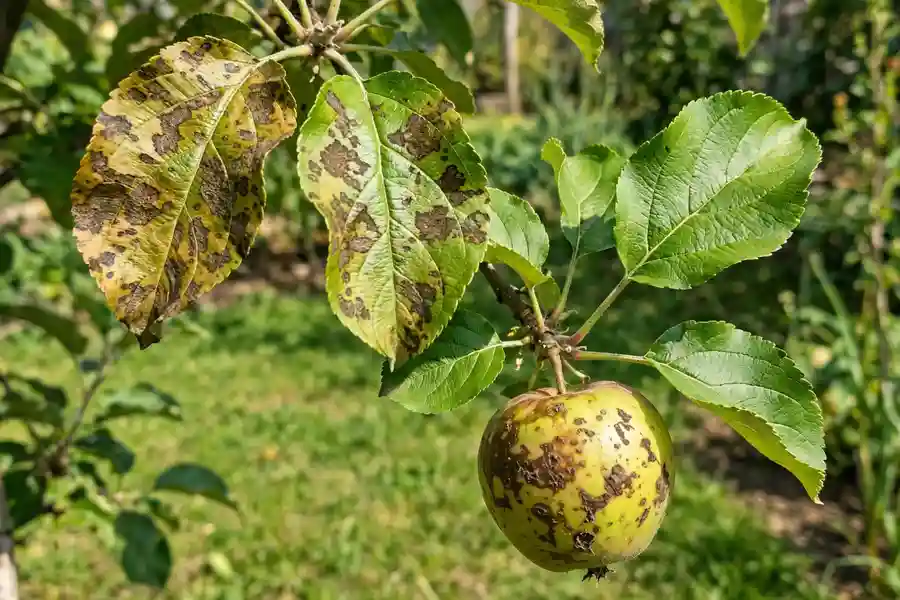 Apple leaves and fruit with brown scab spots next to a healthy leaf