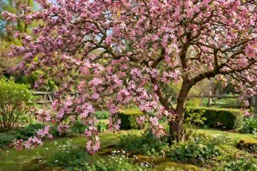 Flowering crabapple tree covered in pink blossoms in spring