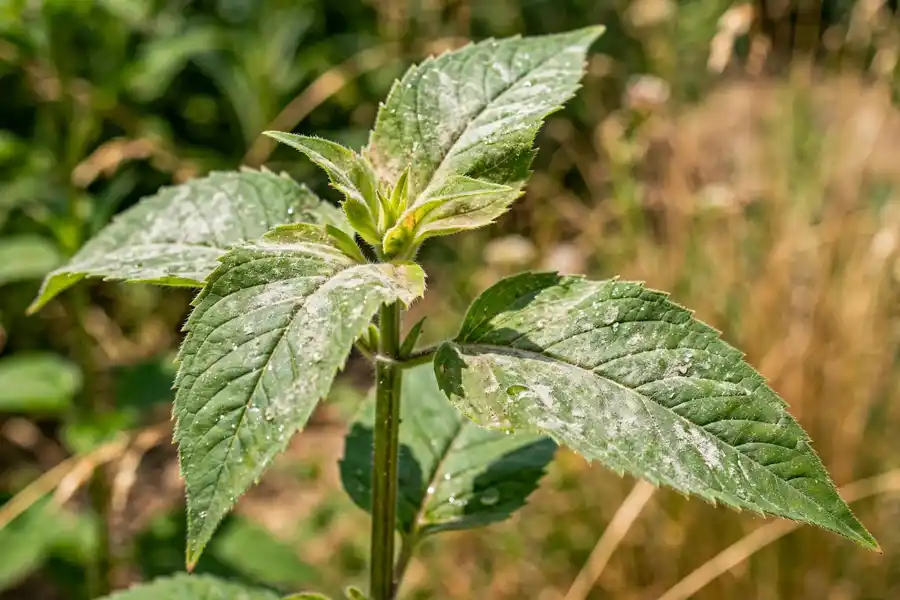 Bee balm leaves with a white powdery mildew coating