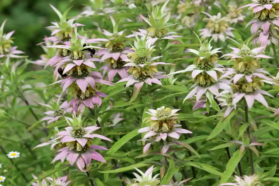 Spotted bee balm with yellow purple-spotted flowers and pink bracts