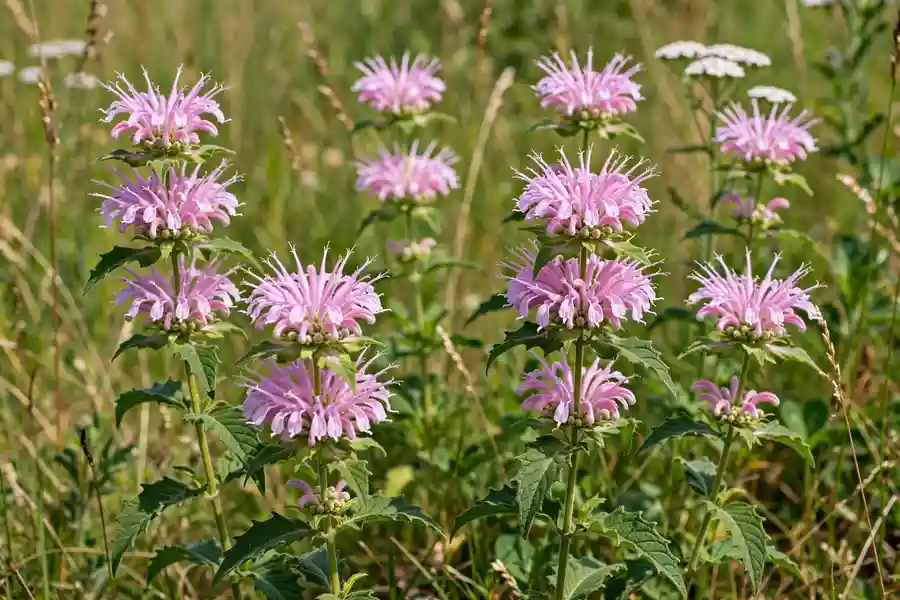 Lavender-pink wild bergamot flower heads in a meadow