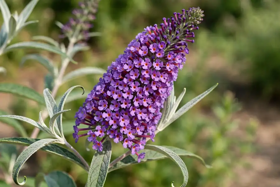 Close-up of a butterfly bush flower spike with tiny tubular flowers and an orange eye