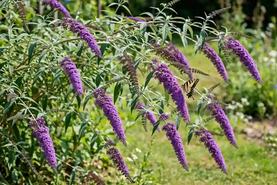 Purple butterfly bush in full bloom with a butterfly on a flower spike