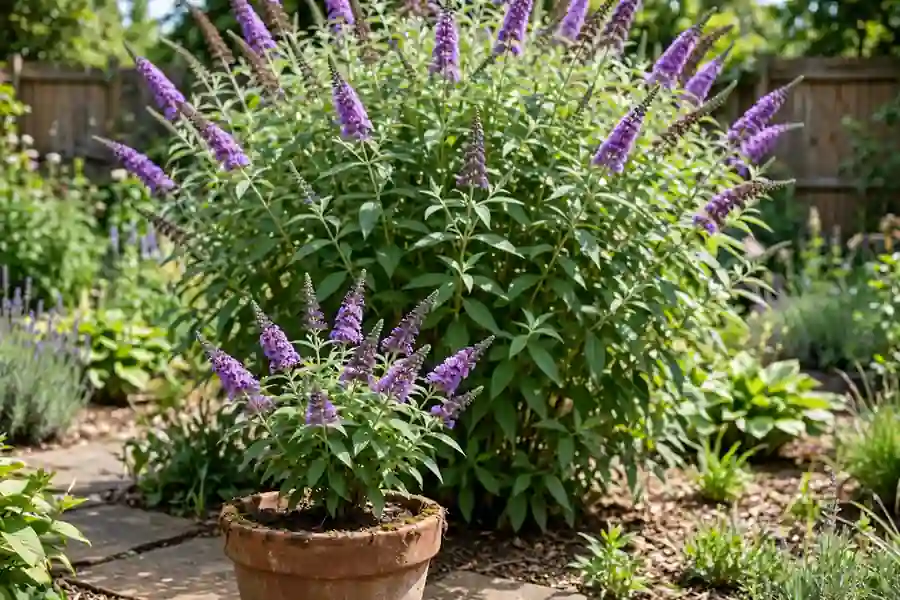 Compact dwarf butterfly bush in a pot in front of a tall full-size butterfly bush