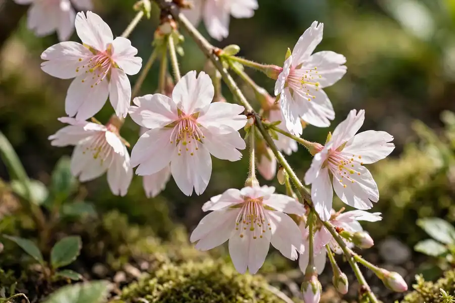 Close-up of cherry blossoms with notched petals on long stalks