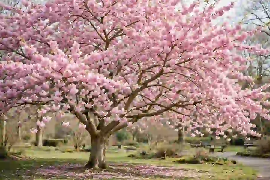 Mature cherry blossom tree in full pink bloom in a park