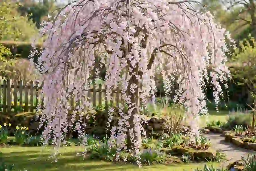 Weeping cherry tree in bloom with long drooping branches