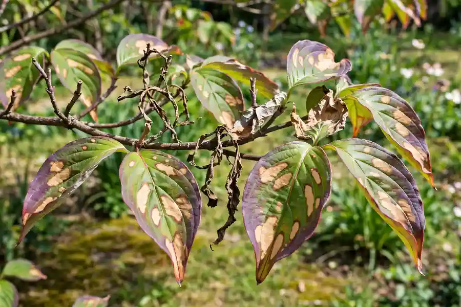 Dogwood leaves with tan blotches and purple edges from anthracnose