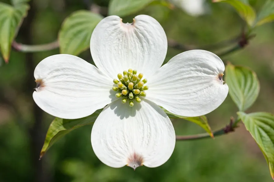 Close-up of a dogwood bloom with four white bracts around a small yellow-green flower cluster