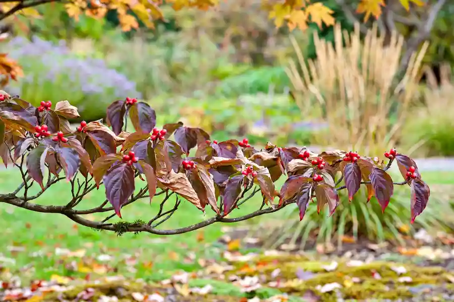 Dogwood branch in fall with red-purple leaves and clusters of red berries