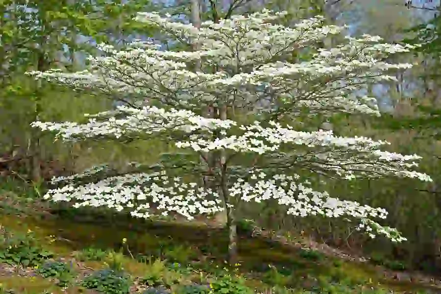 Flowering dogwood tree in spring bloom with layered branches covered in white bracts