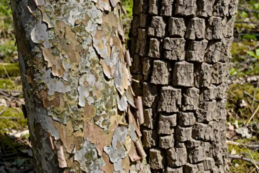 Mottled peeling kousa dogwood bark next to blocky flowering dogwood bark