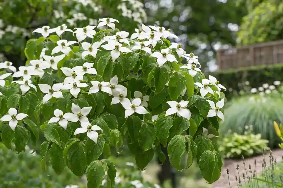 Kousa dogwood in bloom with pointed white bracts above full green leaves