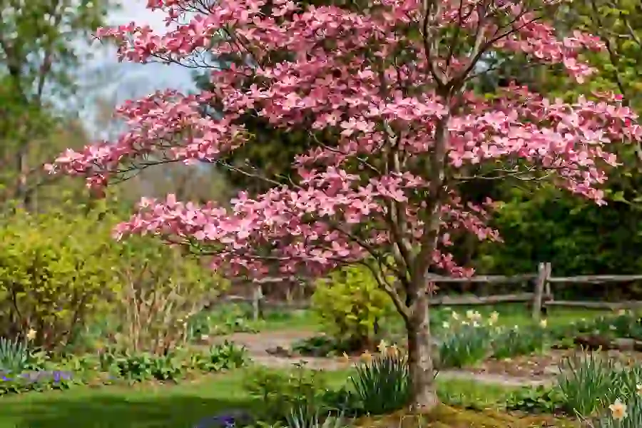 Pink flowering dogwood tree in full spring bloom