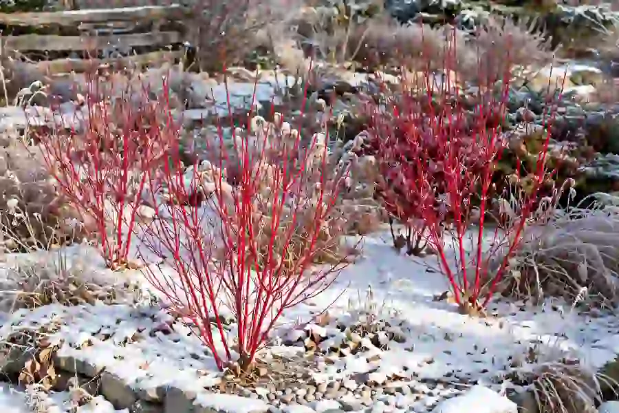 Red twig dogwood shrubs with bright red stems in a snowy garden