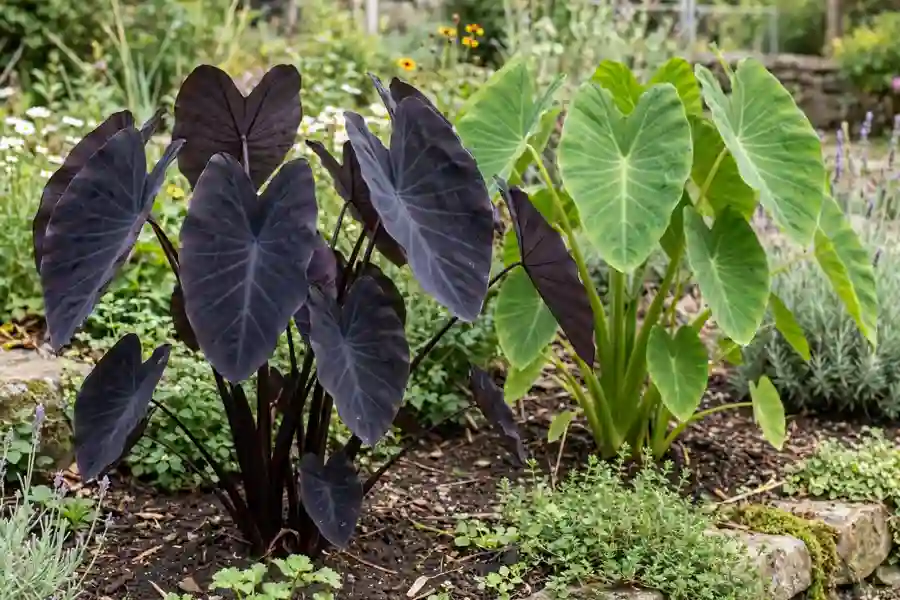 Colocasia Black Magic with near-black leaves beside a green plant