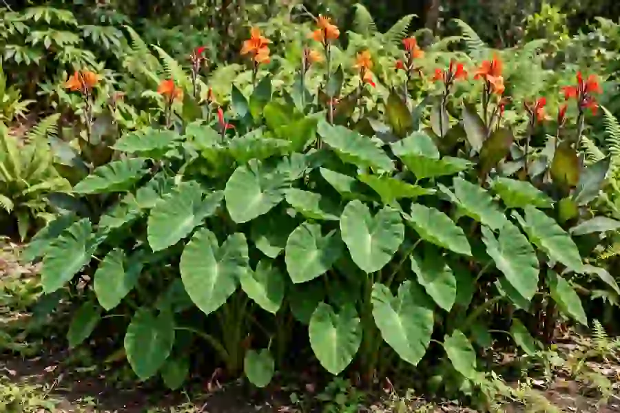 Elephant ears planted with cannas and ferns as a tropical garden backdrop
