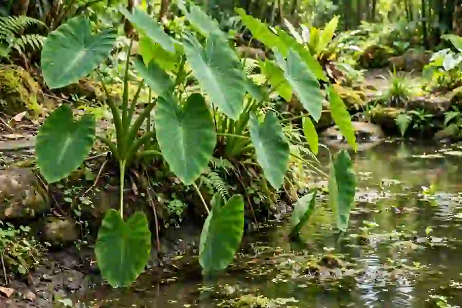 Colocasia elephant ears growing at the edge of a garden pond
