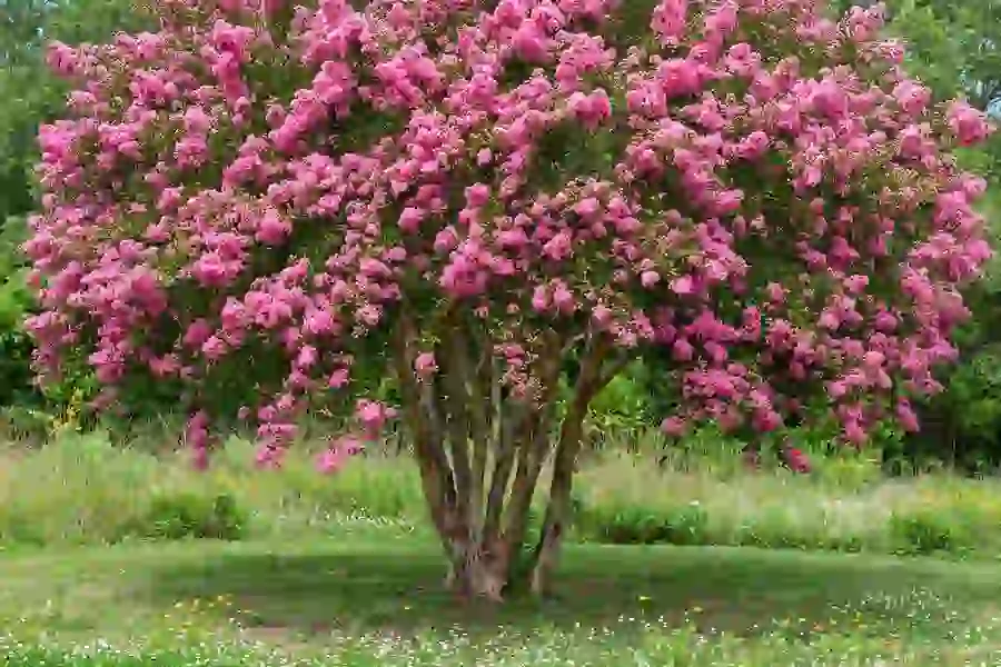 Crape myrtle tree covered in pink summer blooms