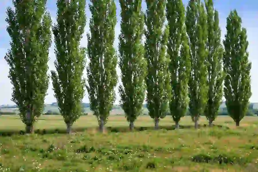 Row of tall hybrid poplar trees with upright form and green leaves