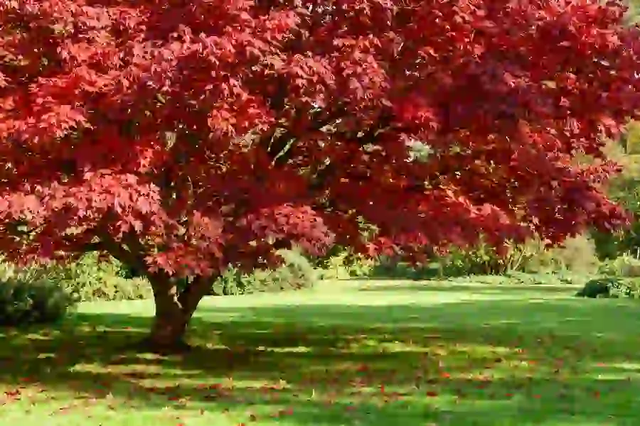 Mature red maple in bright red fall color shading a lawn