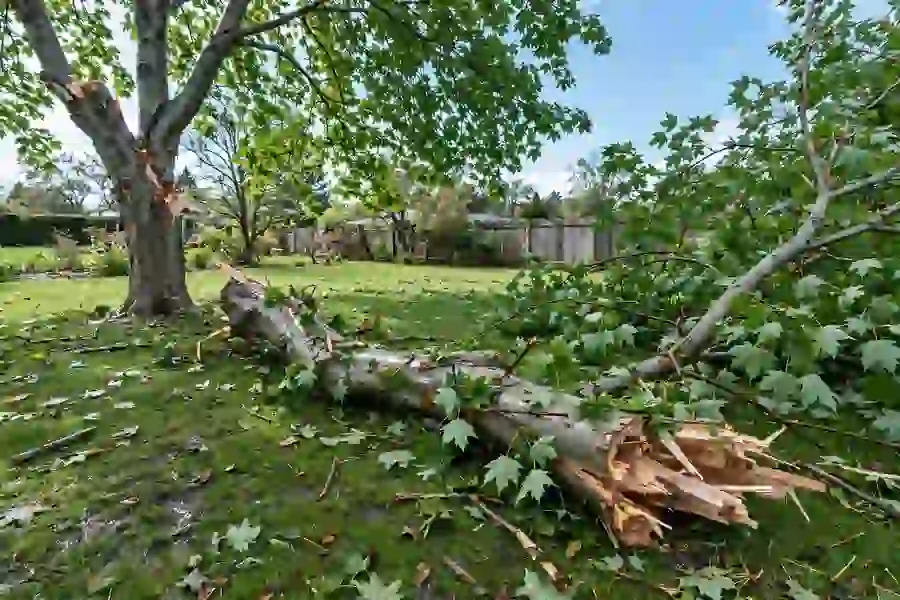 Silver maple with a broken split limb after a storm
