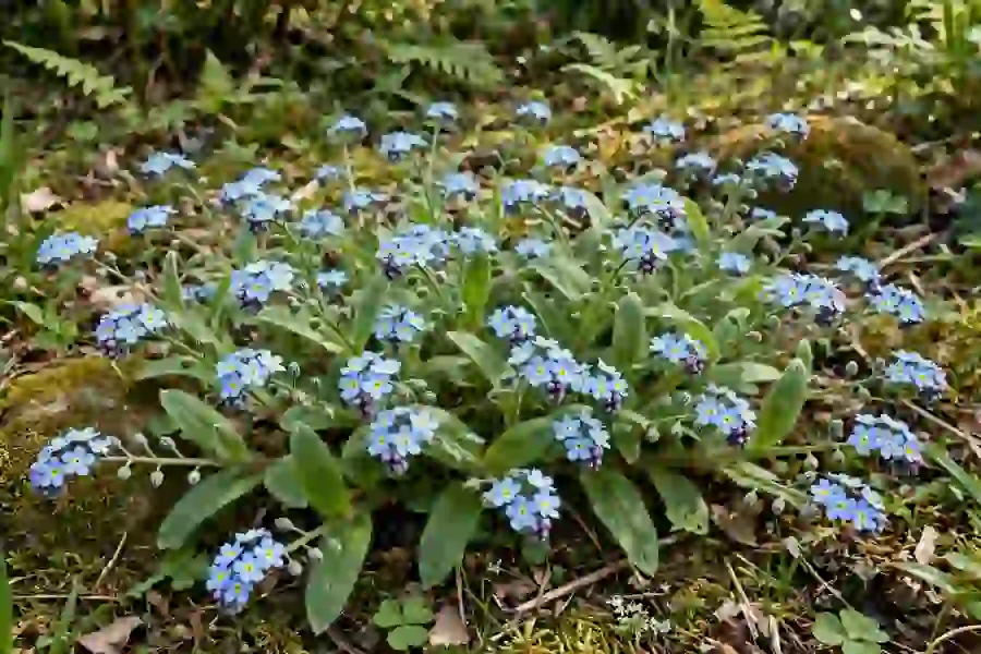Drift of sky-blue forget me not flowers with yellow centers in a spring garden