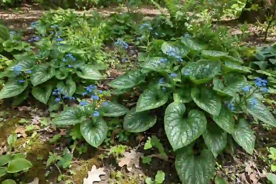Brunnera with large heart-shaped silvered leaves and small blue flowers