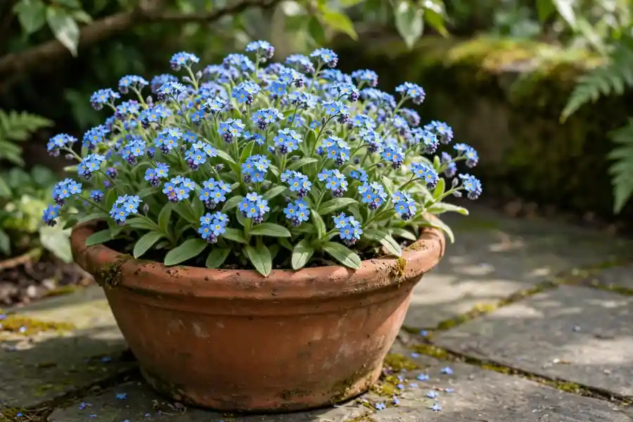 Terracotta pot of blooming blue forget me nots on a shaded patio