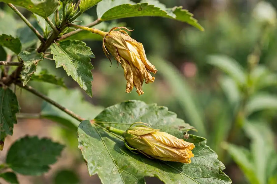 Hibiscus branch with a yellow shriveled bud and a fallen bud on a leaf