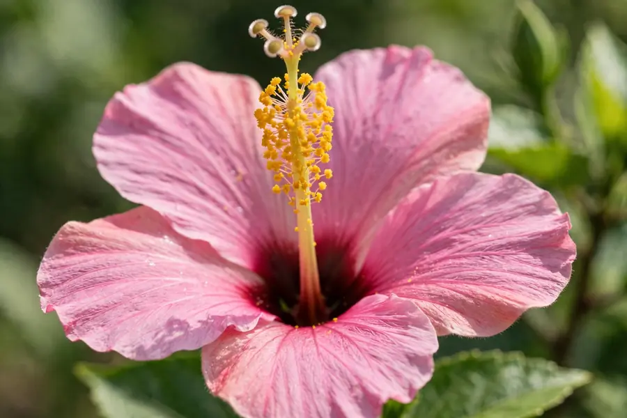 Close-up of a pink hibiscus flower showing the petals, eye, pollen-covered column and stigma