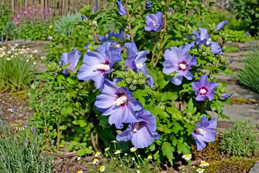 Lavender rose of Sharon flowers with a dark center on an upright shrub