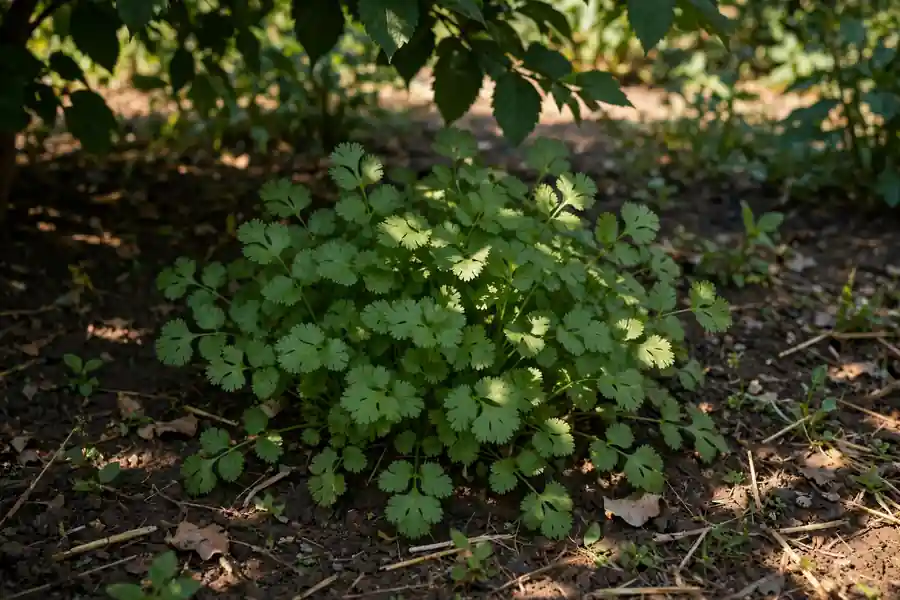 Cilantro shaded in the afternoon in warm weather