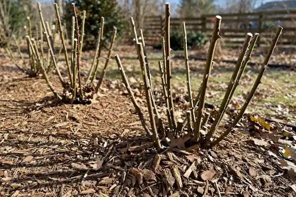 Rose canes trimmed and mulched for winter