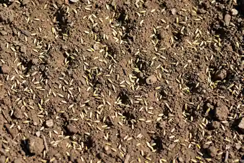Grass seed pressed into bare soil
