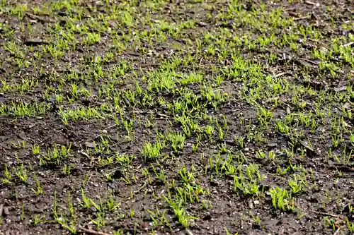 Freshly reseeded lawn with new grass sprouting