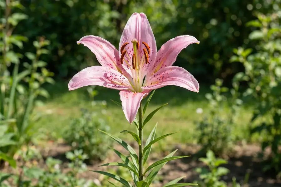 Pink Oriental lily flower in full bloom with six petals and dark anthers