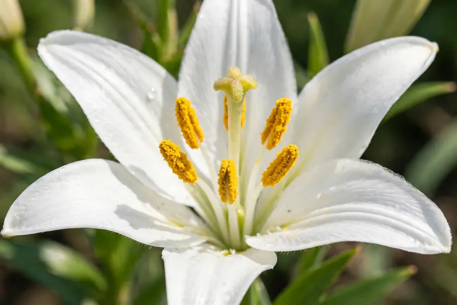 Close-up of a white lily showing petals, stamens and the central pistil