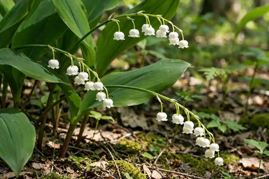 Arching stems of white lily of the valley bells in dappled shade
