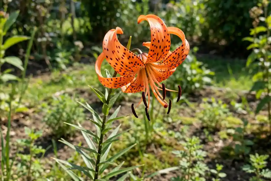 Orange tiger lily with curved petals and black spots