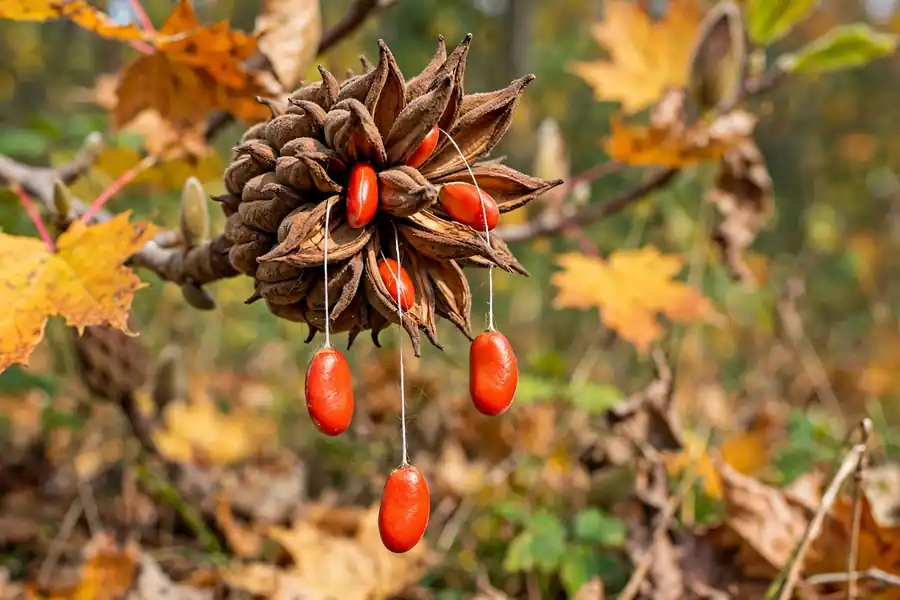 Open magnolia seed pod with bright red seeds in fall