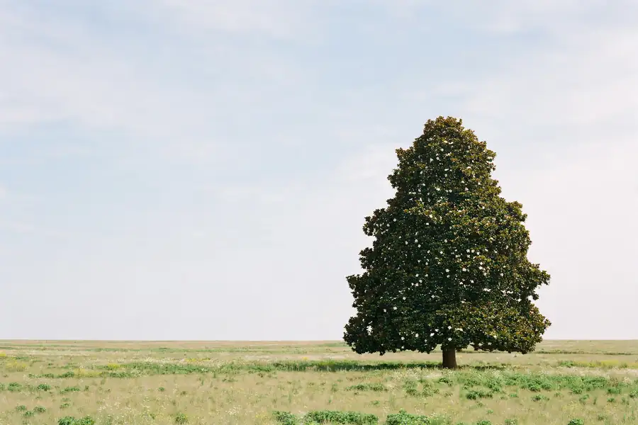 Large evergreen southern magnolia tree with a dense pyramid shape