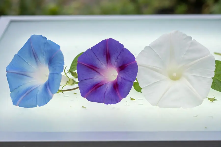 Blue, purple and white moonflower morning glory blooms side by side