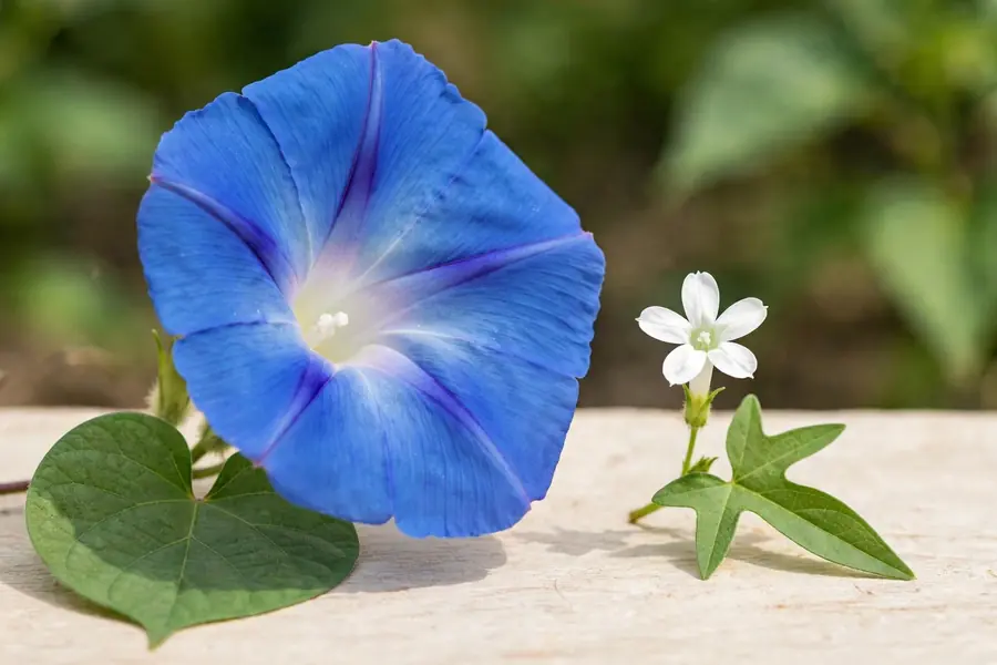 Large blue morning glory flower beside a small white bindweed flower