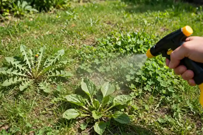 Lawn with broadleaf weeds being spot-sprayed